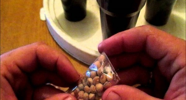 Jak množit třešně zelenými řízky a vrstvením doma